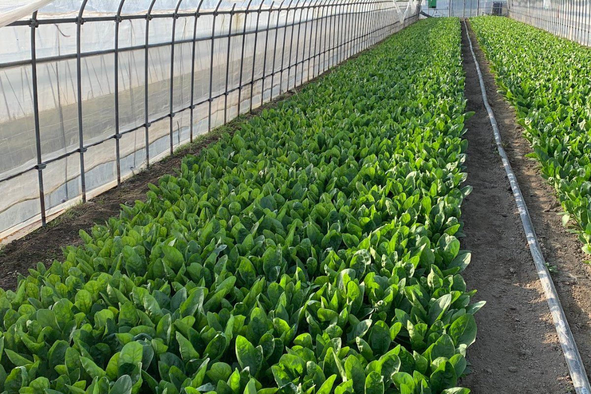 季節野菜